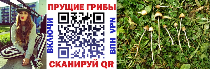 Псилоцибиновые грибы мухоморы  Курчалой 